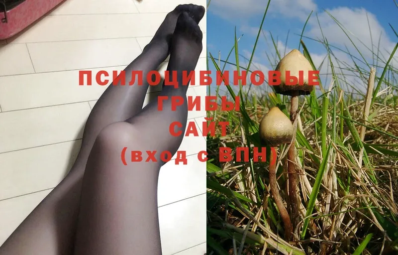 где продают   Армянск  Галлюциногенные грибы GOLDEN TEACHER 